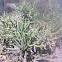 Pencil cholla