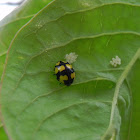 Yellow Ladybug- eggs