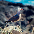 Heermann's Gull