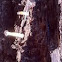 White-footed Slime
