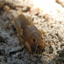 Tawny Mole Cricket