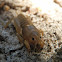 Tawny Mole Cricket