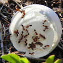 Fire Ants