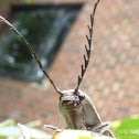 Click Beetle