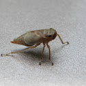leafhopper