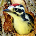 Nutalls Wood Pecker Fledgling  1