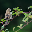 Cirl Bunting, escribano soteño