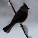 Tufted Titmouse