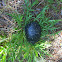 Spotted Turtle