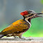 Black-rumped Flameback