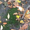 Moss