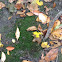 Moss