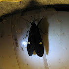 Moth