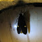 Moth