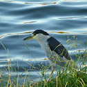 Black-crowned Night Heron