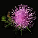 Bull Thistle