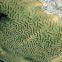 Brain Coral