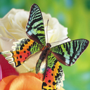 Butterflies Jigsaw Puzzles mobile app icon