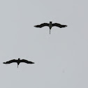 Brown Pelican