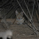 Bobcat