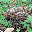 Igel