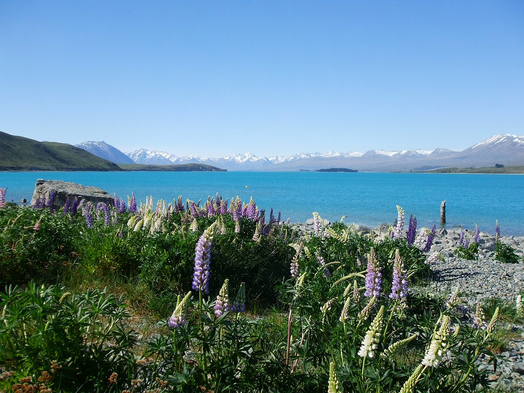 Russell lupins