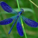 Damselfly