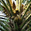 Coconut Tree