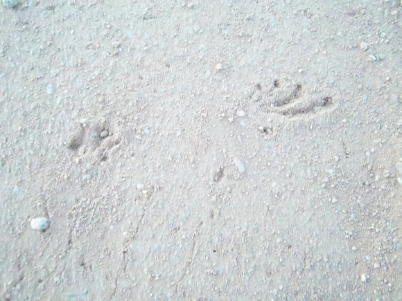 Spotting Image 1