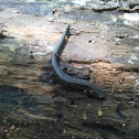 southern zigzag salamander