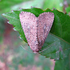 Moth