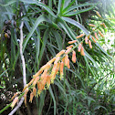 Climbing Aloe