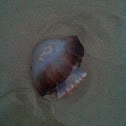 Cannonball Jellyfish