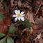 Bloodroot