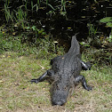 Alligator