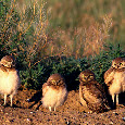 NWF: Watch for Wildlife!