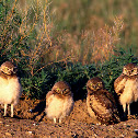 Burrowing Owl Fledglings