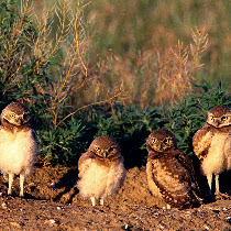 NWF: Watch for Wildlife!