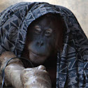 Sumatran orangutan