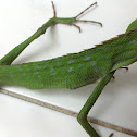 maned Forest Lizard