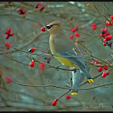 Cedar Waxwing