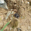 Ground crab spider