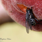 Flesh Fly