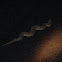 Puff Adder