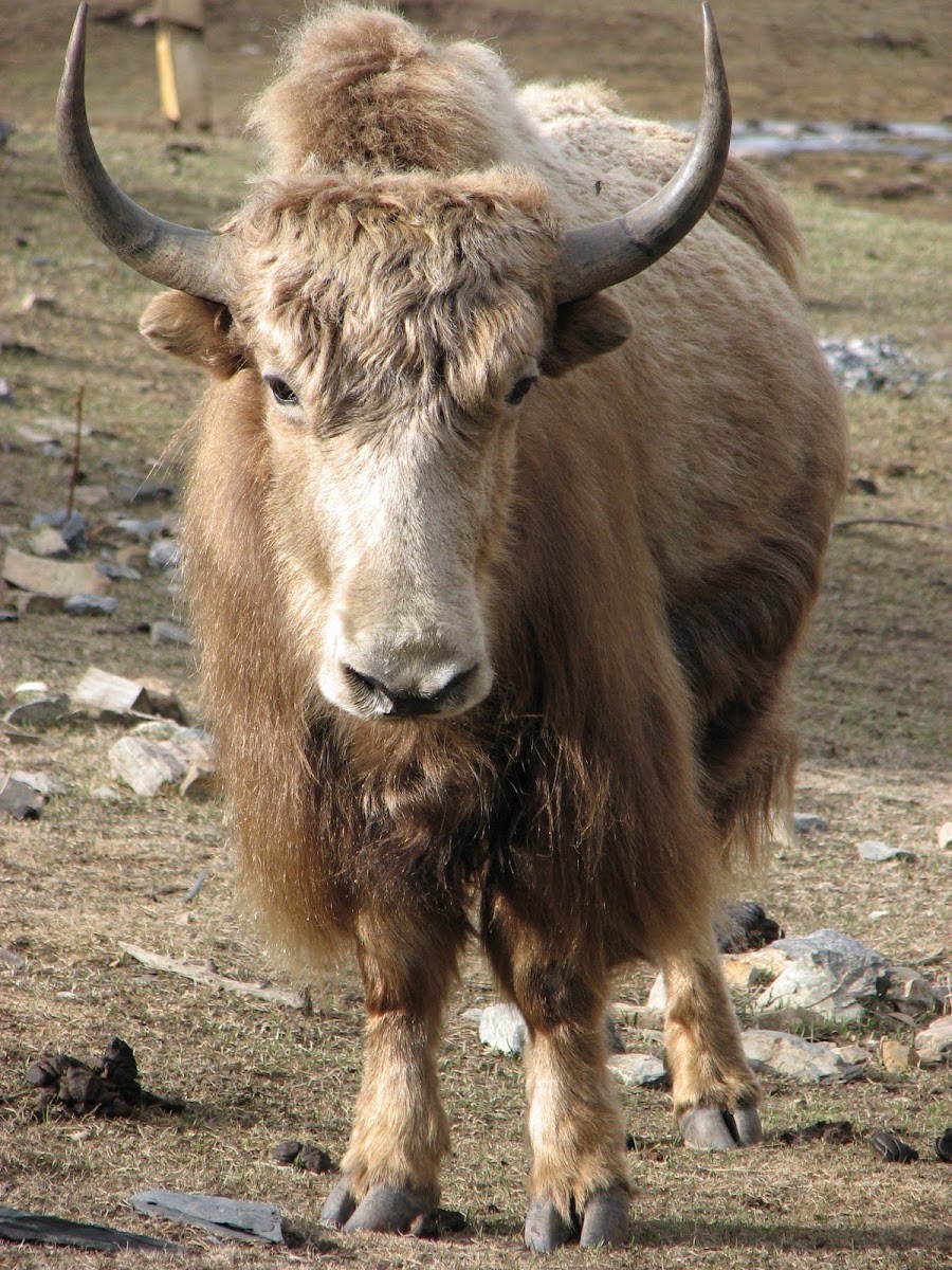 Yak