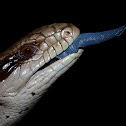 Eastern Blue-tongued Lizard