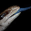Eastern Blue-tongued Lizard