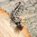 Tussock Moth