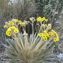 Frailejon