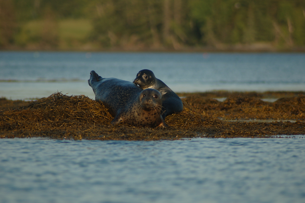 Harbor seal - m/p